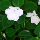Balsam or simply Impatiens,Impatiens wallerana, امپیشن